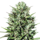 Morocco Beldia Kif - ACE SEEDS | TanieSianie.pl