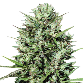 Morocco Beldia Kif - ACE SEEDS | TanieSianie.pl