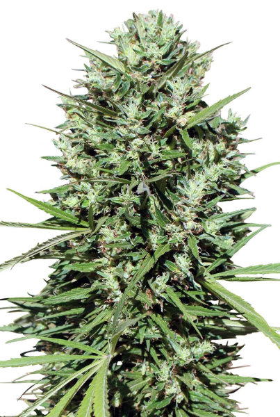Morocco Beldia Kif - ACE SEEDS | TanieSianie.pl