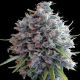 Killer A5 Haze - ACE SEEDS | TanieSianie.pl
