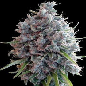 Killer A5 Haze - ACE SEEDS | TanieSianie.pl