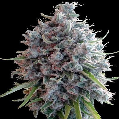 Killer A5 Haze - ACE SEEDS | TanieSianie.pl