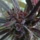 Haze x Kali China - ACE SEEDS | TanieSianie.pl