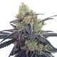 CBD #1 - ACE SEEDS | TanieSianie.pl