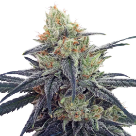 CBD #1 - ACE SEEDS | TanieSianie.pl