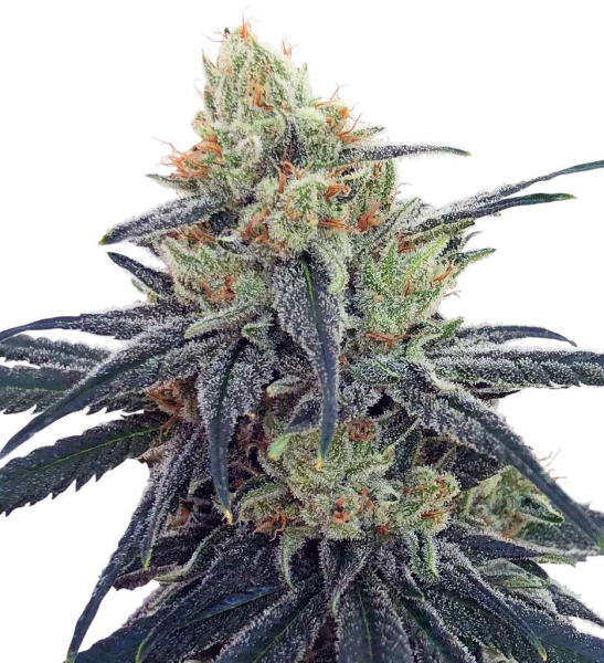 CBD #1 - ACE SEEDS | TanieSianie.pl
