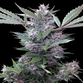Bubba Kush x PCK - ACE SEEDS | TanieSianie.pl
