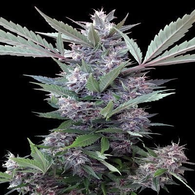 Bubba Kush x PCK - ACE SEEDS | TanieSianie.pl