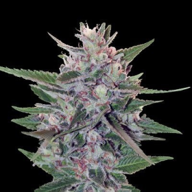 Hashplant S1 - ACE SEEDS | TanieSianie.pl