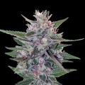 Hashplant S1 - ACE SEEDS