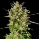 Honduras Breeze - ACE SEEDS | TanieSianie.pl