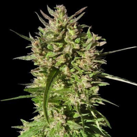 Honduras Breeze - ACE SEEDS | TanieSianie.pl