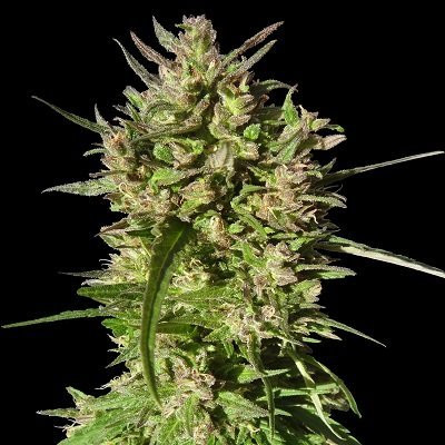 Honduras Breeze - ACE SEEDS | TanieSianie.pl