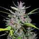 Honduras x Panama - ACE SEEDS | TanieSianie.pl
