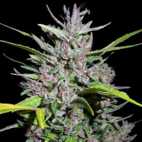 Honduras x Panama - ACE SEEDS | TanieSianie.pl