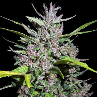 Honduras x Panama - ACE SEEDS | TanieSianie.pl