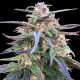 Zamal Bliss - ACE SEEDS | TanieSianie.pl