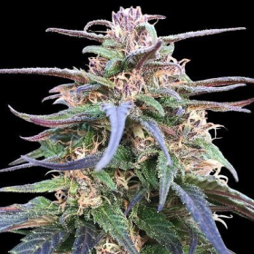 Zamal Bliss - ACE SEEDS | TanieSianie.pl