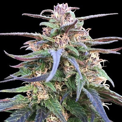Zamal Bliss - ACE SEEDS | TanieSianie.pl