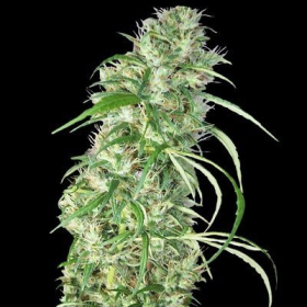 Ethiopia x Malawi - ACE SEEDS | TanieSianie.pl