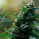 Auto CBG Nectar - ORIGINAL SENSIBLE SEEDS | TanieSianie.pl