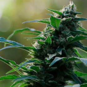 Auto CBG Nectar - ORIGINAL SENSIBLE SEEDS | TanieSianie.pl