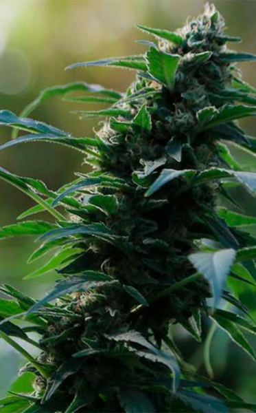 Auto CBG Nectar - ORIGINAL SENSIBLE SEEDS | TanieSianie.pl