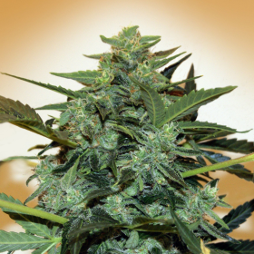Auto Cheese Berry - 00 SEEDS BANK | TanieSianie.pl