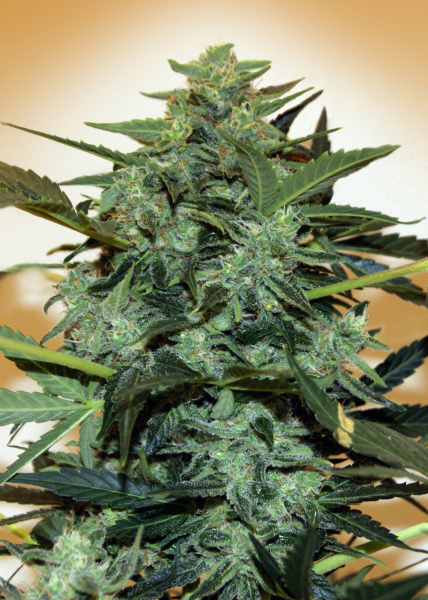 Auto Cheese Berry - 00 SEEDS BANK | TanieSianie.pl