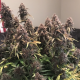 Purple Punch | TanieSianie.pl