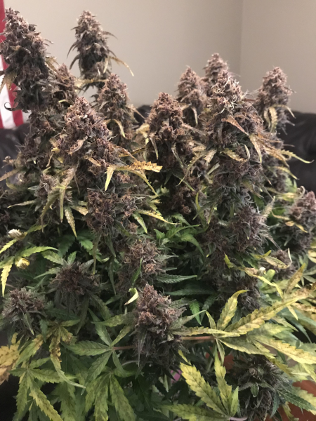 Purple Punch | TanieSianie.pl