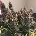 Purple Punch