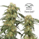 Pamir Gold - DUTCH PASSION | TanieSianie.pl