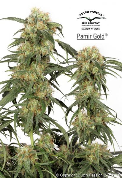 Pamir Gold - DUTCH PASSION | TanieSianie.pl