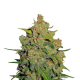 Lemon AK Auto - FASTBUDS | TanieSianie.pl