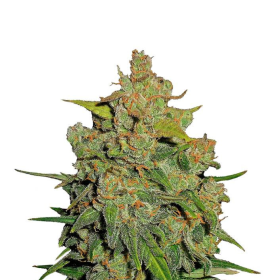 Lemon AK Auto - FASTBUDS | TanieSianie.pl