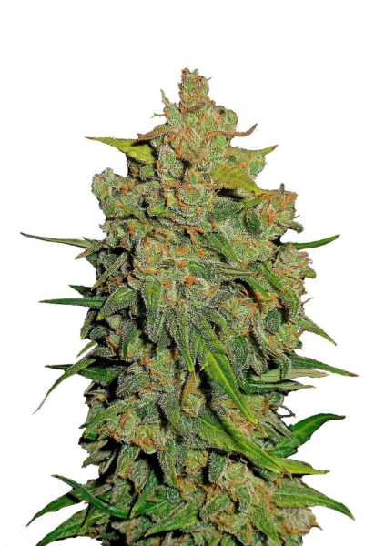 Lemon AK Auto - FASTBUDS | TanieSianie.pl