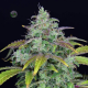 Lemon AK Auto - FASTBUDS | TanieSianie.pl