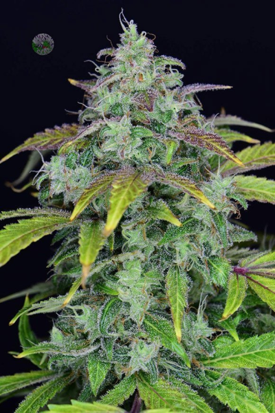 Lemon AK Auto - FASTBUDS | TanieSianie.pl