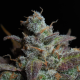 Lemon AK Auto - FASTBUDS | TanieSianie.pl