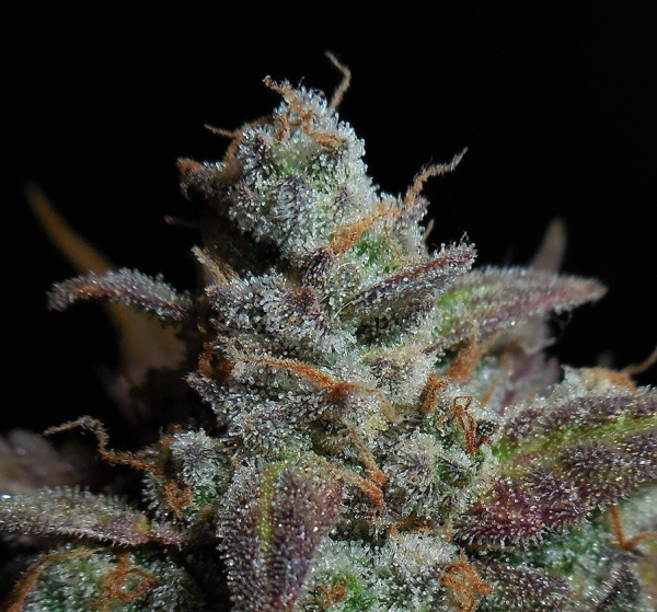 Lemon AK Auto - FASTBUDS | TanieSianie.pl