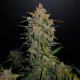 Lemon AK Auto - FASTBUDS | TanieSianie.pl
