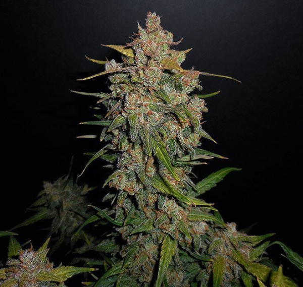 Lemon AK Auto - FASTBUDS | TanieSianie.pl