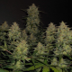 Lemon AK Auto - FASTBUDS | TanieSianie.pl
