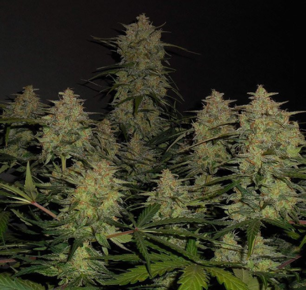 Lemon AK Auto - FASTBUDS | TanieSianie.pl