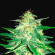 Lemon AK Auto - FASTBUDS | TanieSianie.pl