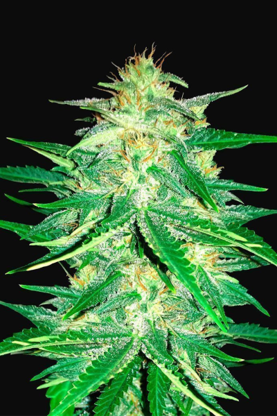 Lemon AK Auto - FASTBUDS | TanieSianie.pl