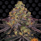 Watermelon Zkittlez - BARNEY'S FARM | TanieSianie.pl