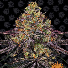 Watermelon Zkittlez - BARNEY'S FARM | TanieSianie.pl