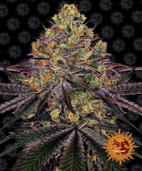 Watermelon Zkittlez - BARNEY'S FARM | TanieSianie.pl